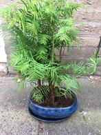 Bonsai metasequoia voor buiten en binnen., In pot, Minder dan 100 cm, Bonsai, Halfschaduw