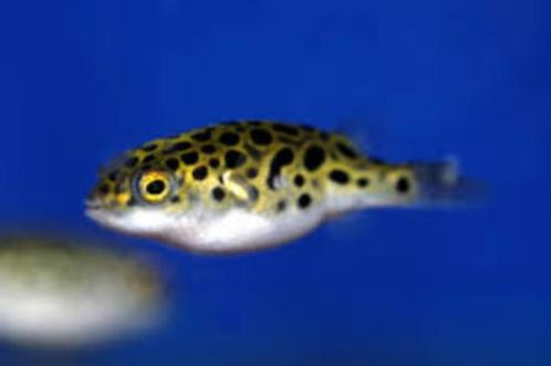 Tetraodon nigroviridis - Koidream Valburg, Dieren en Toebehoren, Vissen | Aquariumvissen, Vis