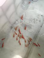 Sarasa 7-10 cm desgewenst bezorgd aan huis, Dieren en Toebehoren, Vissen | Vijvervissen, Goudvis(sen)