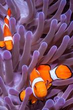 6 Clown harem met 4 stukken bubbletip anemonen, Dieren en Toebehoren, Vis