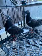 Postduif, Dieren en Toebehoren, Meerdere dieren, Postduif