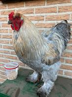 Brahma haan isabel, Dieren en Toebehoren, Pluimvee