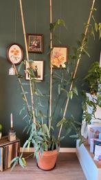 Hele grote begonia, Ophalen, 200 cm of meer, Overige soorten, Halfschaduw