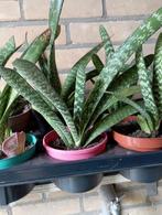 Gasteria., Huis en Inrichting, Kamerplanten, Ophalen of Verzenden, Overige soorten, Minder dan 100 cm