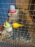 Kakariki (gele papegaai) te koop, Dieren en Toebehoren, Vogels | Parkieten en Papegaaien, Vrouwelijk, Dwergpapegaai of Agapornis