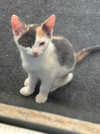 2 kittens aangeboden, Dieren en Toebehoren, Katten en Kittens | Overige Katten, Poes