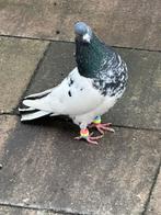 Sier duiven Iranse duiven, Dieren en Toebehoren, Vogels | Duiven, Meerdere dieren, Postduif