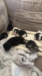 Schattig x maincoon kittens, Dieren en Toebehoren, Katten en Kittens | Raskatten | Langhaar