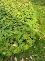 Gratis tuingeranium. Groenblijvend, Ophalen, Overige soorten, 100 tot 250 cm