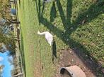 Witte gans., Dieren en Toebehoren, Pluimvee, Meerdere dieren, Eend