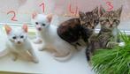 Kittens: wit katertje, wit poesje, cyperse poesjes, Dieren en Toebehoren, Katten en Kittens | Overige Katten, Meerdere dieren