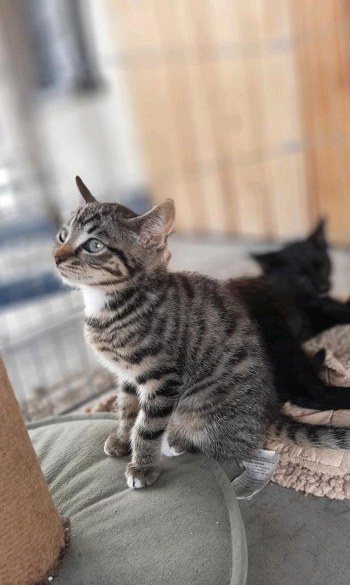Lieve tijger en zwart-wit kittens zoeken een huisje, Dieren en Toebehoren, Katten en Kittens | Overige Katten, Kortharig, Meerdere dieren