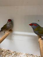 Meerdere koppels dornastrilde, Dieren en Toebehoren, Vogels | Overige Vogels, Meerdere dieren