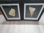 Mooie Calla in lijst 60x70, Huis en Inrichting, Woonaccessoires | Lijsten, Ophalen, Minder dan 50 cm, Gebruikt, Minder dan 50 cm