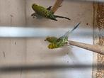 Grasparkieten, Dieren en Toebehoren, Vogels | Overige Vogels, Meerdere dieren, Tropenvogel