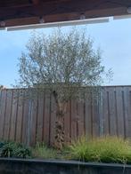 Oude olijfboom, Tuin en Terras, Planten | Bomen, Olijfboom, Lente, Volle zon, 250 tot 400 cm