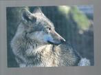 2721 Kaart dieren wolven wolf, Verzamelen, Wild dier, Ongelopen, Verzenden