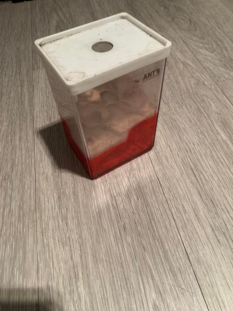 Mierenboederij, Dieren en Toebehoren, Insecten en Spinnen, Mieren