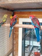 Te koop een bewezen koppel rode penanten, Dieren en Toebehoren, Vogels | Parkieten en Papegaaien, Meerdere dieren, Parkiet, Geringd
