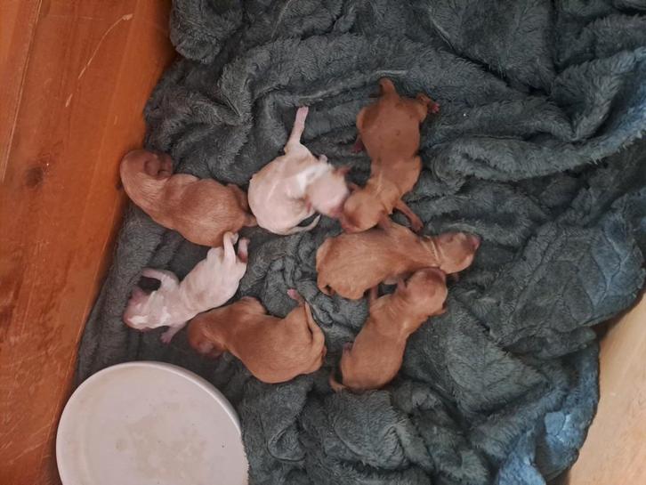 Update 20-12: alle zeven Maltipoo pups zijn vergeven, Dieren en Toebehoren, Honden | Chihuahua's en Gezelschapshonden, Meerdere dieren
