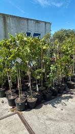 Tafel druiven italiaanse import prima voor pergola  en muur, Ophalen, Volle zon, Vaste plant, Zomer