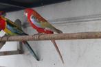 mooie rosella van dit jaar, Dieren en Toebehoren, Meerdere dieren, Parkiet, Geringd