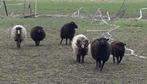 QUESSANT Schaap , Schapen,, bokken. quessant te koop., Dieren en Toebehoren, Schapen, Geiten en Varkens, Meerdere dieren, Schaap