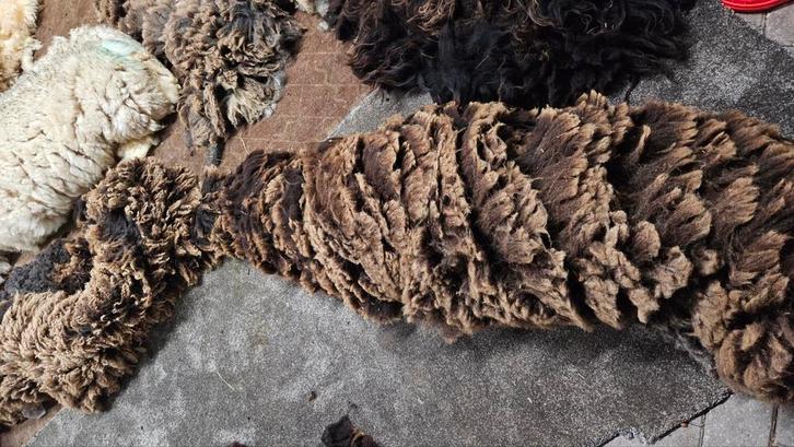 Wol, schapenwol, spinnen, vilten, Dieren en Toebehoren, Schapen, Geiten en Varkens, Schaap, Meerdere dieren