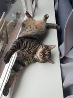 2 Poezen 7 jaar op zoek naar nieuw huisje, Dieren en Toebehoren, Katten en Kittens | Overige Katten, Poes