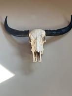 Water buffel skull, Ophalen, Zo goed als nieuw