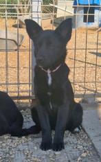 Nog 2 pups , Kruising labrador/ zwarte herder, Particulier, Rabiës (hondsdolheid), 15 weken tot 1 jaar, Buitenland