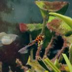 Guppies mannen en vrouwen, Dieren en Toebehoren