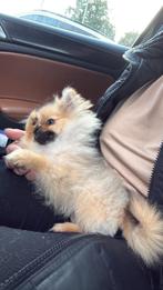 Pomeriaan, Dieren en Toebehoren, Honden | Poolhonden, Keeshonden en Oertypen, Rabiës (hondsdolheid), 15 weken tot 1 jaar, Overige rassen