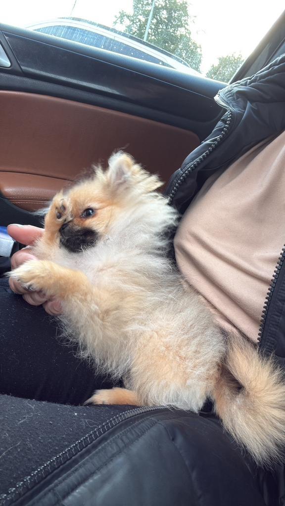 Pomeriaan, Dieren en Toebehoren, Honden | Poolhonden, Keeshonden en Oertypen, Teef, Overige rassen, Particulier, Eén hond, Nederland