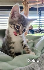 Zachtaardig, knuffelgek, speels half Maine Coon kater kitten, Dieren en Toebehoren, Katten en Kittens | Overige Katten, Poes