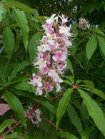 Gezonde Boom: De Indische Paardenkastanje / Aesculus Indica, Volle zon, Vaste plant, Zomer, Ophalen