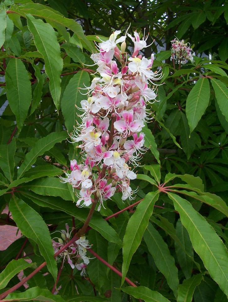 Gezonde Boom: De Indische Paardenkastanje / Aesculus Indica, Tuin en Terras, Planten | Tuinplanten, Vaste plant, Overige soorten