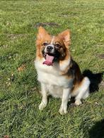 Dwergkees pomeriaan, Rabiës (hondsdolheid), Overige rassen, Teef, Eén hond