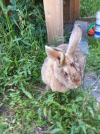Konijn Vlaamse reus. Voedster  gratis, Dieren en Toebehoren, Konijnen, Vrouwelijk, Groot, 3 tot 5 jaar