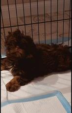 Zeer unique nestje mini Shih Tzu pups, Dieren en Toebehoren, Overige rassen, CDV (hondenziekte), 8 tot 15 weken, Meerdere