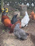 Eendagskuikens groen blauw en donkerbruin leggerrs, Meerdere dieren, Kip