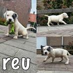 American bully xl pups, Overige rassen, 8 tot 15 weken, CDV (hondenziekte), Meerdere