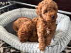 Nog een teefje beschikbaar Rode toy Poedel, Dieren en Toebehoren, Honden | Poolhonden, Keeshonden en Oertypen, Overige rassen