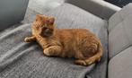 Lieve kat gratis ophalen, Dieren en Toebehoren, Katten en Kittens | Raskatten | Korthaar, Kater, Ontwormd, 0 tot 2 jaar