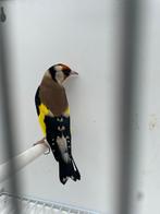 Pop Majoor Putter, Vrouwelijk, Wildzangvogel