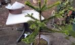 Authentieke Boom Uit Chili Araucaria 112cm hoog, Tuin en Terras, Planten | Bomen, Volle zon, Bloeit niet, 100 tot 250 cm, Overige soorten