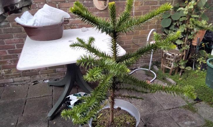 Authentieke Boom Uit Chili Araucaria 112cm hoog, Tuin en Terras, Planten | Bomen, Overige soorten, 100 tot 250 cm, Volle zon, Bloeit niet