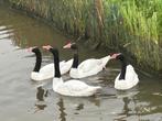 Zwarthals zwanen 2024, Dieren en Toebehoren, Meerdere dieren, Gans of Zwaan