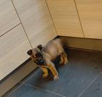 Herder Pup, Dieren en Toebehoren, Honden | Herdershonden en Veedrijvers, Reu, CDV (hondenziekte), 8 tot 15 weken, Eén hond