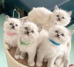 Exclusieve Ragdoll kittens! Oud Amerikaanse bloedlijnen, Dieren en Toebehoren, Katten en Kittens | Raskatten | Langhaar, Meerdere dieren